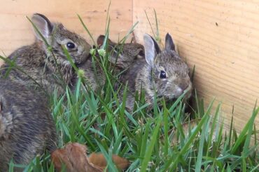 Our first 7 days of Baby Cottontail Rabbit Rescue
