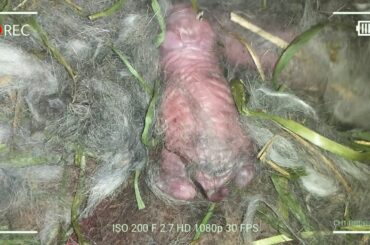 3 Cute Baby Bunnies Day 1 (DOB: Jan 30, 2019) - Bongskie Rabbitry Cebu - Bisdak Edition