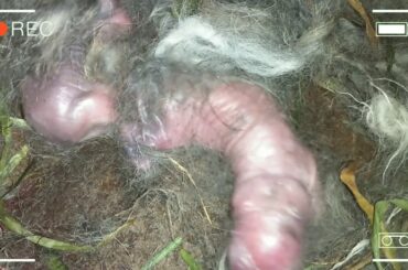 3 Cute Baby Bunnies Day 1 (DOB: January 30, 2019) - Bongskie Rabbitry Cebu - Bisdak Edition