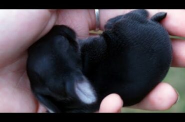 🐇Cute Baby bunny compilation. Pet clips #136