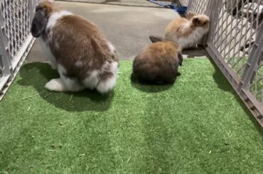 Daily bunny playtime! Cute floppy ear rabbits