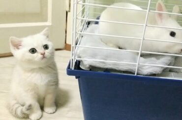 Coco kitten came to visit the Neytiri bunny | Soo funny Soo cute