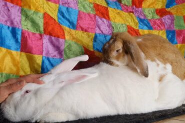 Oops! Bunny starts humping her boyfriend while I'm petting him 😂