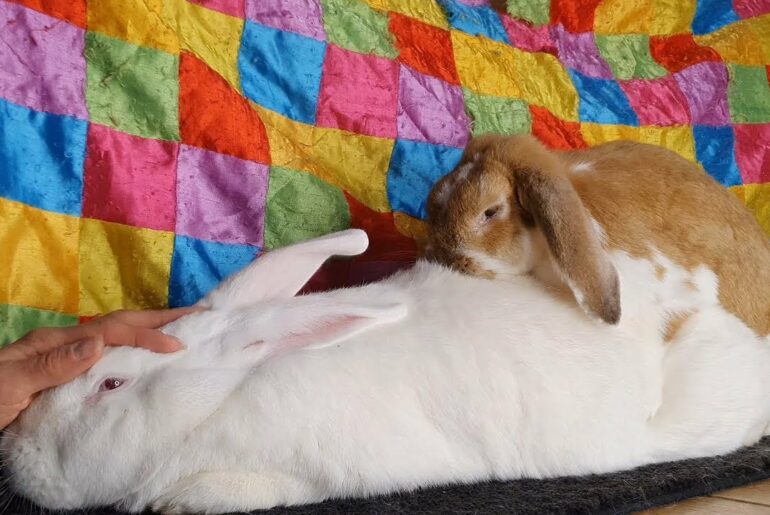 Oops! Bunny starts humping her boyfriend while I'm petting him 😂