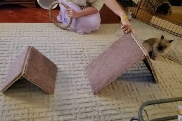 Rabbit Tricks Gizmo The Baby Lionhead Rabbit- A-frame & paw without target. Jan18/20 🇨🇦