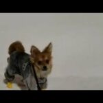 Small doggy hops like a rabbit through the deep snow
