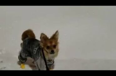 Small doggy hops like a rabbit through the deep snow
