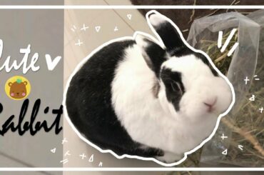 Cute Rabbit | Chill Day | Relaxing