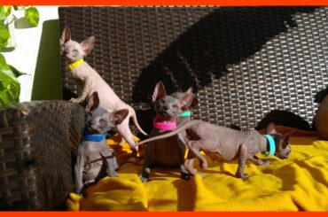 6 Weeks After Birth🔸 Mommy with Cute Baby Kittens🔸