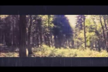 Bunny says "Relax, study, or go to sleep with raining in the forest video with effects!"