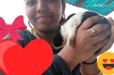 #Bengali Vlog: FUNNY CROWS !!! & CUTE BABY RABBITS !!!😍!