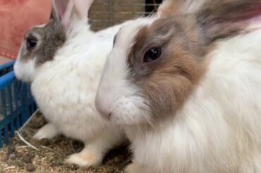 Cute Animal, Lovely Rabbit, Lovely Parrots and Bird Turkey