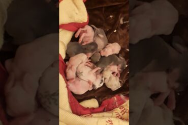 Cutest Baby KITS(10)