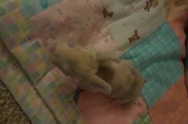 Cutest Baby KITS(17)