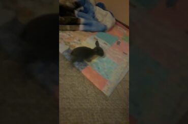 Cutest Baby KITS(16)