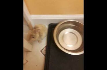 Cutest Baby KITS(24)