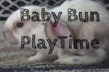 Baby Bunny PlayTime