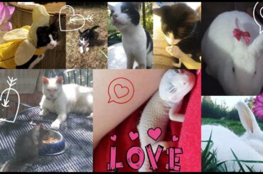 My Pets Being Cute Compilation Video Cats, Bunny, Gecko, Dog, and Squirrel