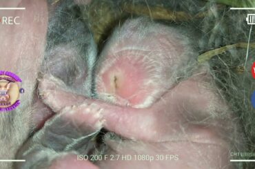 3 Cute Baby Bunnies Day 2 (DOB: Jan 30, 2019) - Bongskie Rabbitry Cebu - Bisdak Edition