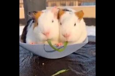 Cute rabbit's🥰🥰🥰