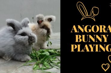 ANGORA BUNNY PLAYING