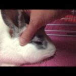 Cutest Bunny Rabbit Ever! - Petting Marshmallow