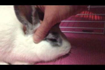 Cutest Bunny Rabbit Ever! - Petting Marshmallow