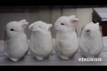 Cute animals status , cute baby rabbit , cute animals status, cute status video for WhatsApp,animals