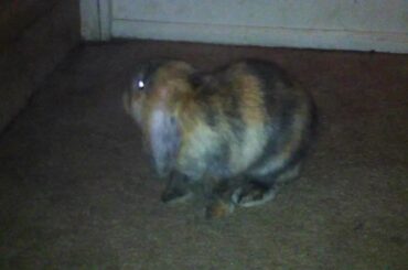 Baby Bunny Rabbit Climbing Stairs and Talking dog!  Too Cute! MUST SEE.