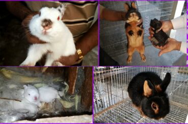 Netherland Dwarf Rabbit Cute Babies for Sale