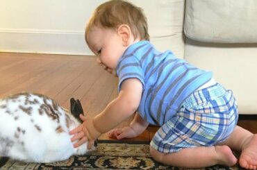Cute Baby and Rabbits Playing Together - Funny Bunny and Baby Video