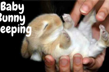 Cute Baby Bunny Sleeping - THE CUTEST VIDEO EVER