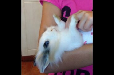 Hiding rabbit is eating a carrot - schovaný králík si dává mrkev