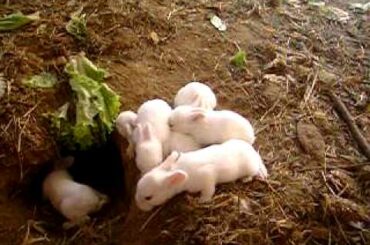 Cute Baby Bunnies Going Back Home