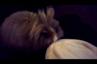 so CUTE and Funny Teddy Rabbit - when she's so HAPPY - longer version