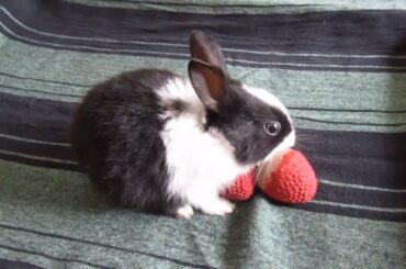 Cute Dutch Baby Bunny Tries Lychees || Enchanted Bunnies