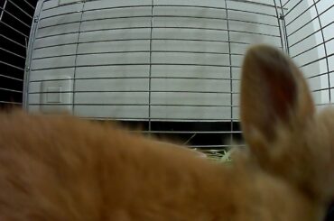 Running Baby Bunny Pt.1・Cute Netherland Dwarf