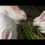 Rabbits - Cute Rabbits - Cute Rabbits Eating - Cute Rabbits Videos - Funny Rabbits Videos