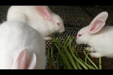 Rabbits - Cute Rabbits - Cute Rabbits Eating - Cute Rabbits Videos - Funny Rabbits Videos