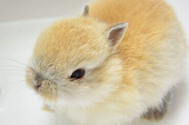 The Cutest Peanut Dwarf Baby Bunny Drinking In The Sink かわいいウサギ