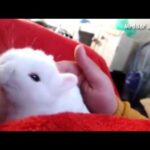 Cutest Baby Bunny Rabbit Being Bottle Fed