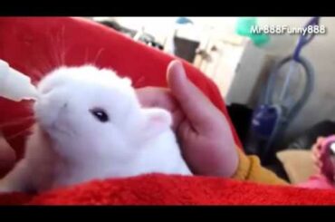 Cutest Baby Bunny Rabbit Being Bottle Fed