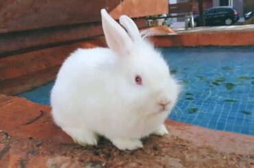 ASMR Conejito Tour por Bellas Fuentes de Agua, Recopilación Cute Bunny SOUND WATER 💦💦🐰
