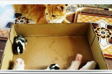 Cute Baby Bunnies have No Mother - Cat watching baby rabbits