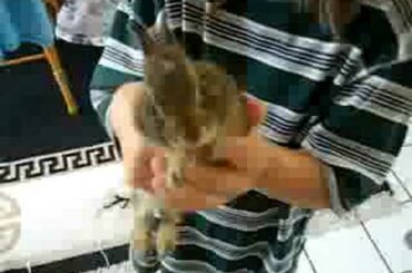 Cute Baby Bunny