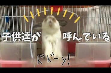 子うさぎに授乳したい母うさぎが取る驚きの行動とは…？
