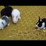 how to care baby rabbits