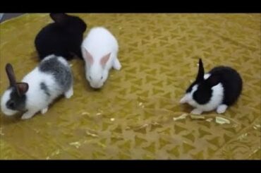 how to care baby rabbits