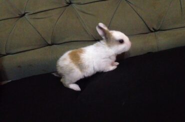 Funny Baby Rabbit | My Pet Bunny Rabbits.