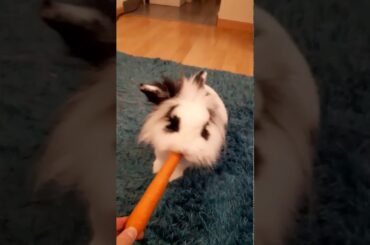 Cute bunny eating a carrot